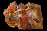 Polished, Rainbow Petrified Wood Section - Arizona #147894-1